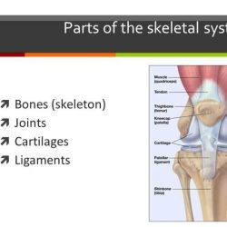 Lab 12 the skeletal system joints answer key