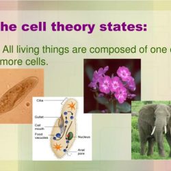 Cell theory structure ppt cells powerpoint presentation fxn living things between summary basic