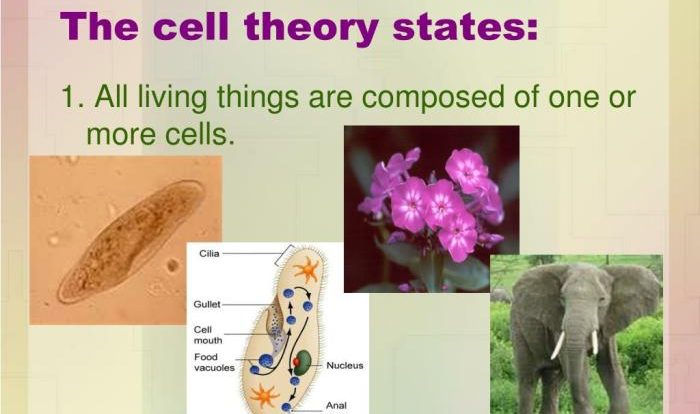 Cell theory structure ppt cells powerpoint presentation fxn living things between summary basic